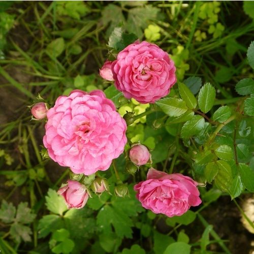 Gärtnerei - Rosa Minnehaha - rosa - ramblerrosen - mittel-stark duftend - Michael H. Walsh - -
